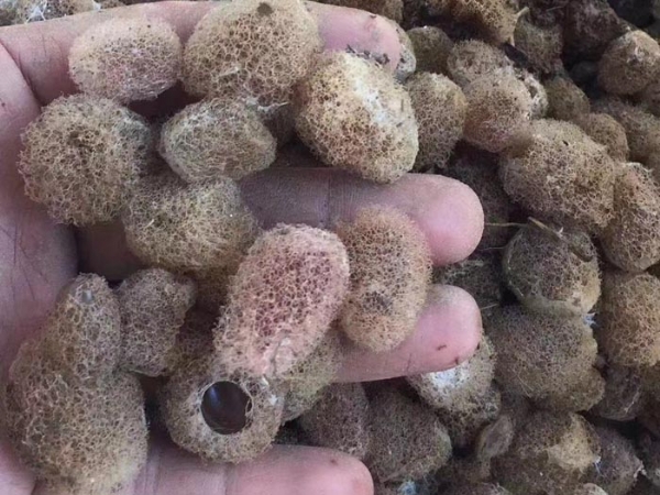 摇钱树娱乐(中国区)有限公司官网卵茧