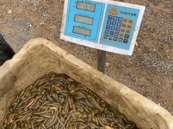 small4_17111951443842817 摇钱树娱乐(中国区)有限公司官网幼苗