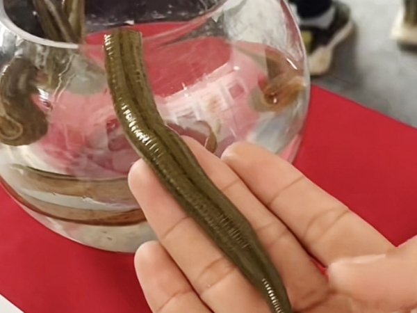 small4_17111956919457792 摇钱树娱乐(中国区)有限公司官网成苗