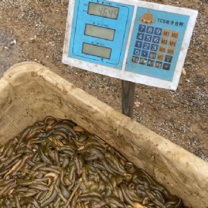 摇钱树娱乐(中国区)有限公司官网幼苗