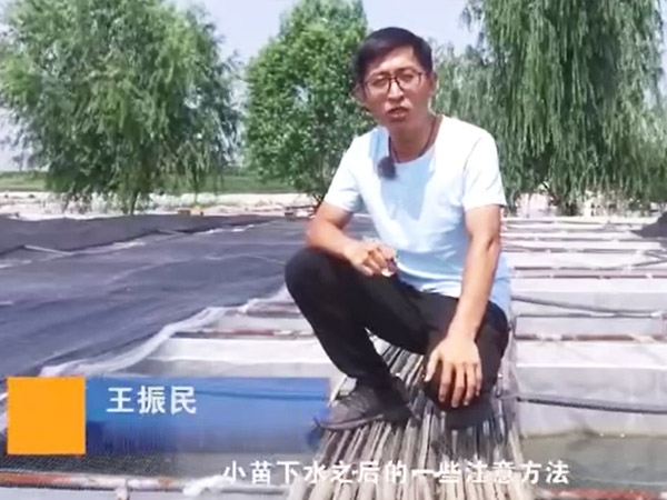 摇钱树娱乐(中国区)有限公司官网幼苗下水后确把稳和操作