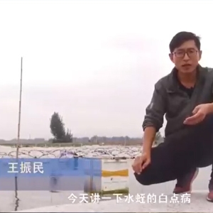 摇钱树娱乐(中国区)有限公司官网白点病产生涯法规及防治步骤